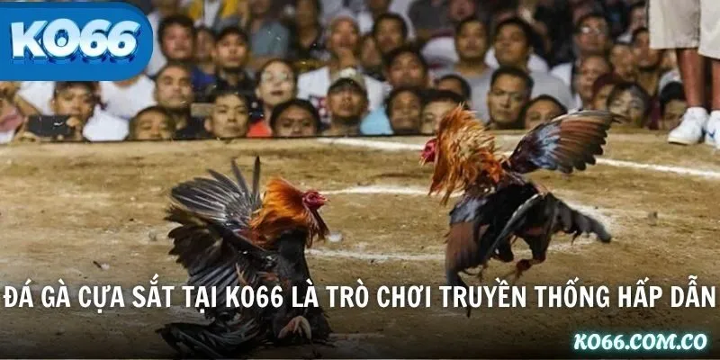 Đá gà cựa sắt tại KO66 là trò chơi truyền thống hấp dẫn