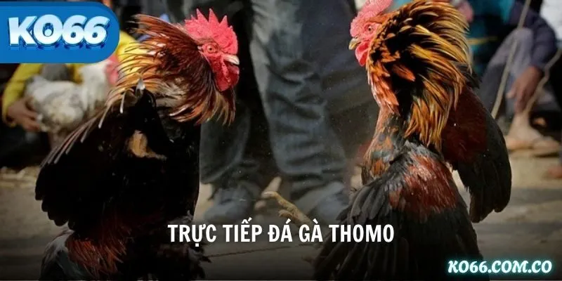 Trực Tiếp Đá Gà Thomo – Xem Trận Chiến Kịch Tính Từng Giây